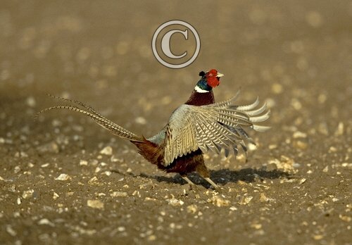 Crowing Pheasant DM0496